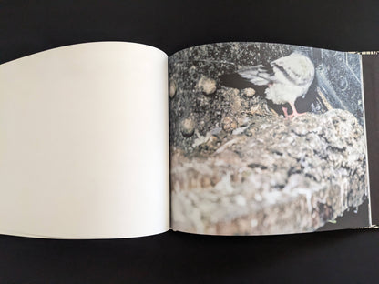 Pigeon standing on dirty concrete with an industrial background in Pigeons by Stephen Gill.