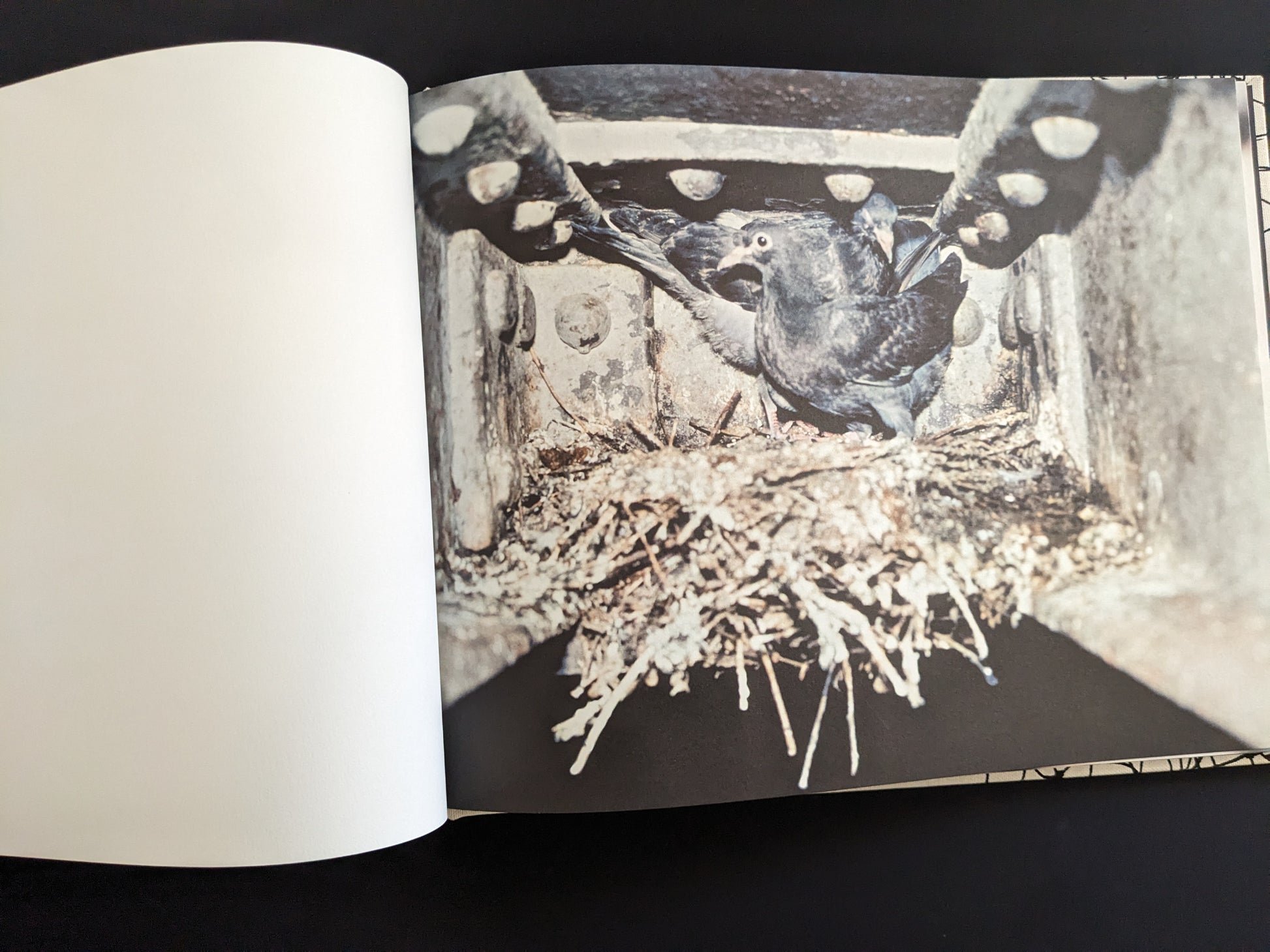 Pigeon spreading its wings in a nest beneath steel beams in Pigeons by Stephen Gill.