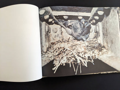 Pigeon spreading its wings in a nest beneath steel beams in Pigeons by Stephen Gill.