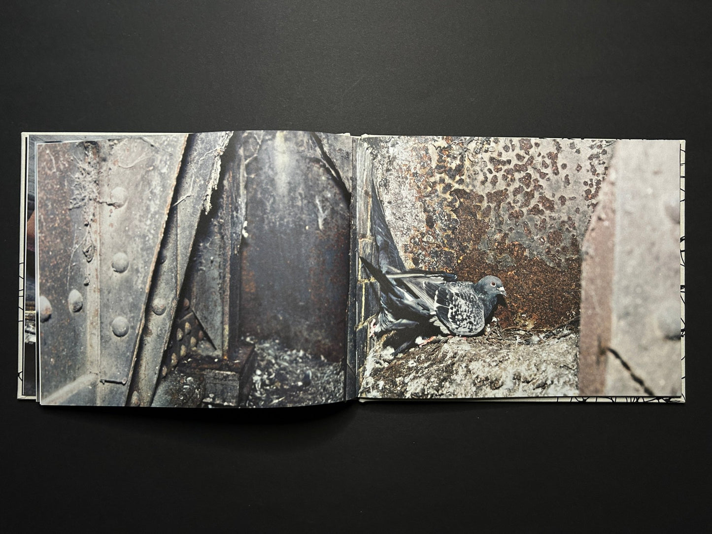 Pigeon nesting among rusty metal structures in Pigeons by Stephen Gill.