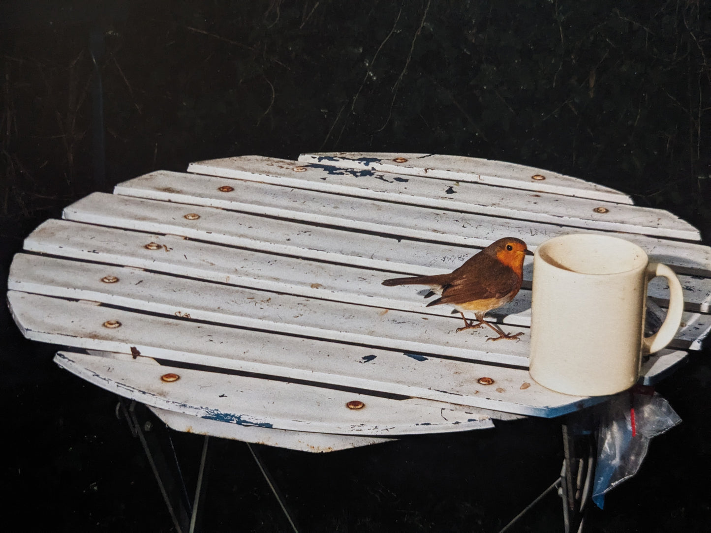 Plates I-XXXI by Lia Darjes, small bird on a round table next to a white mug, flash-lit against a dark background.