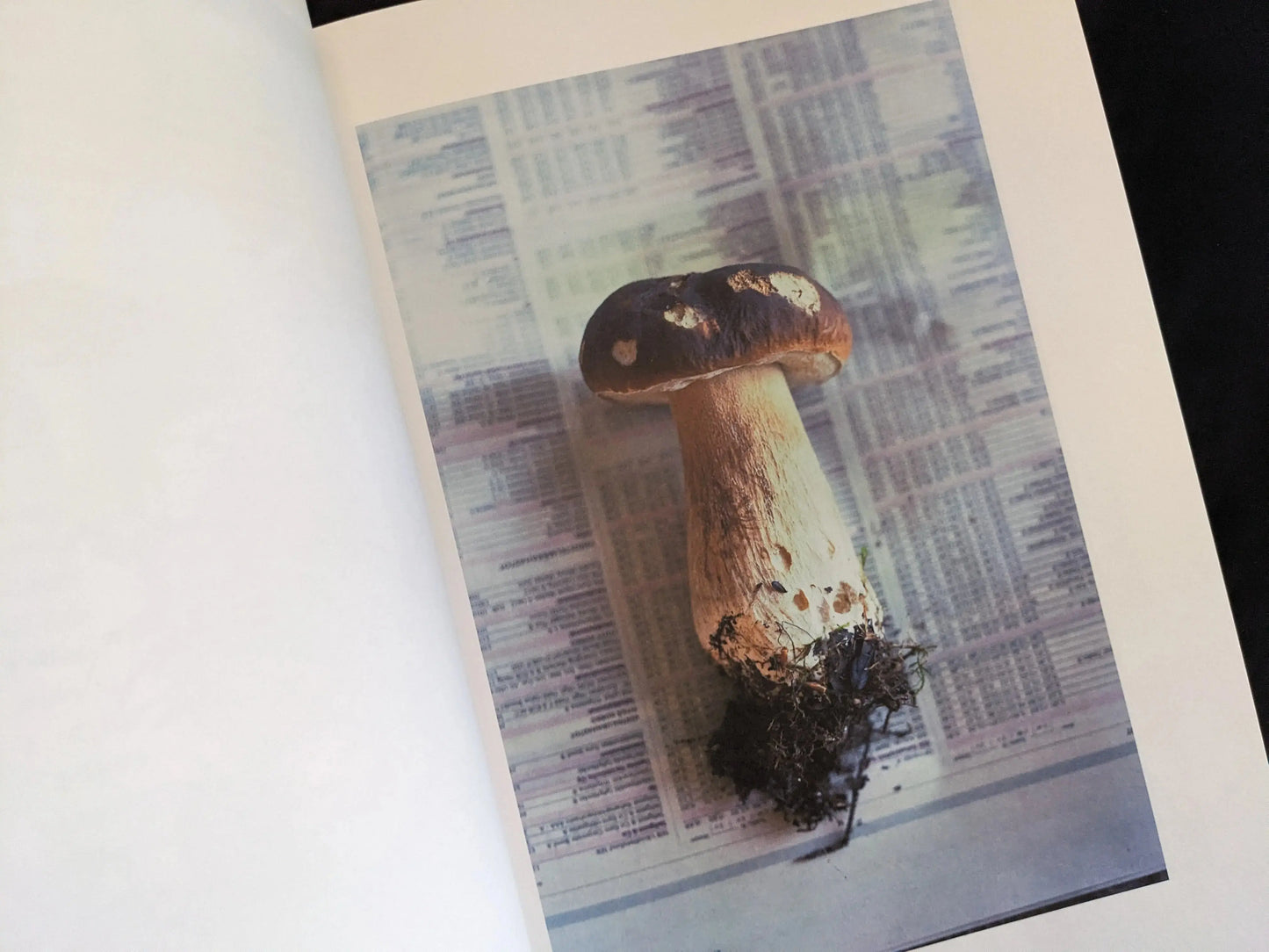 Single porcini mushroom photographed on a newspaper background