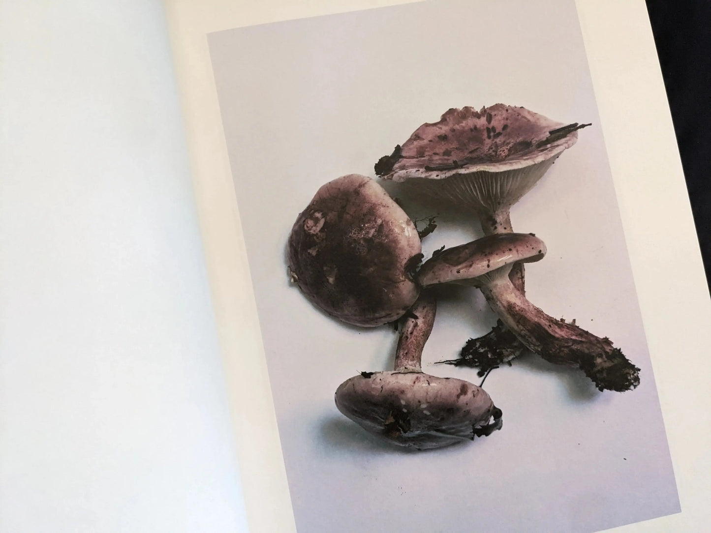 Group of purplish mushrooms photographed from above
