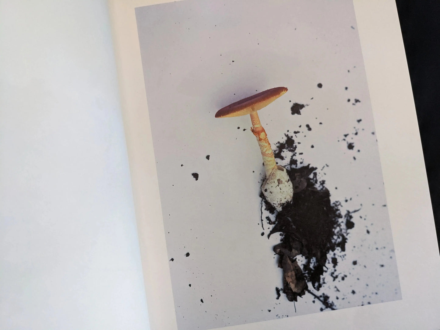 Single red-capped mushroom with roots and soil on a white background