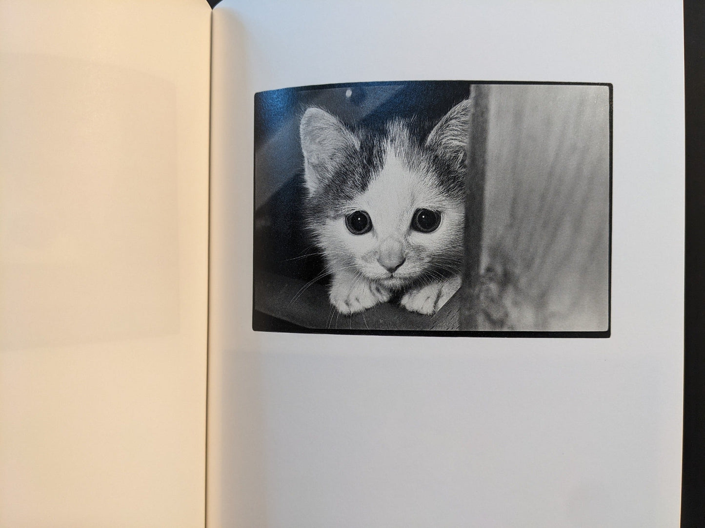 Close-up of a kitten in a black-and-white spread from Sasuke by Masahisa Fukase.