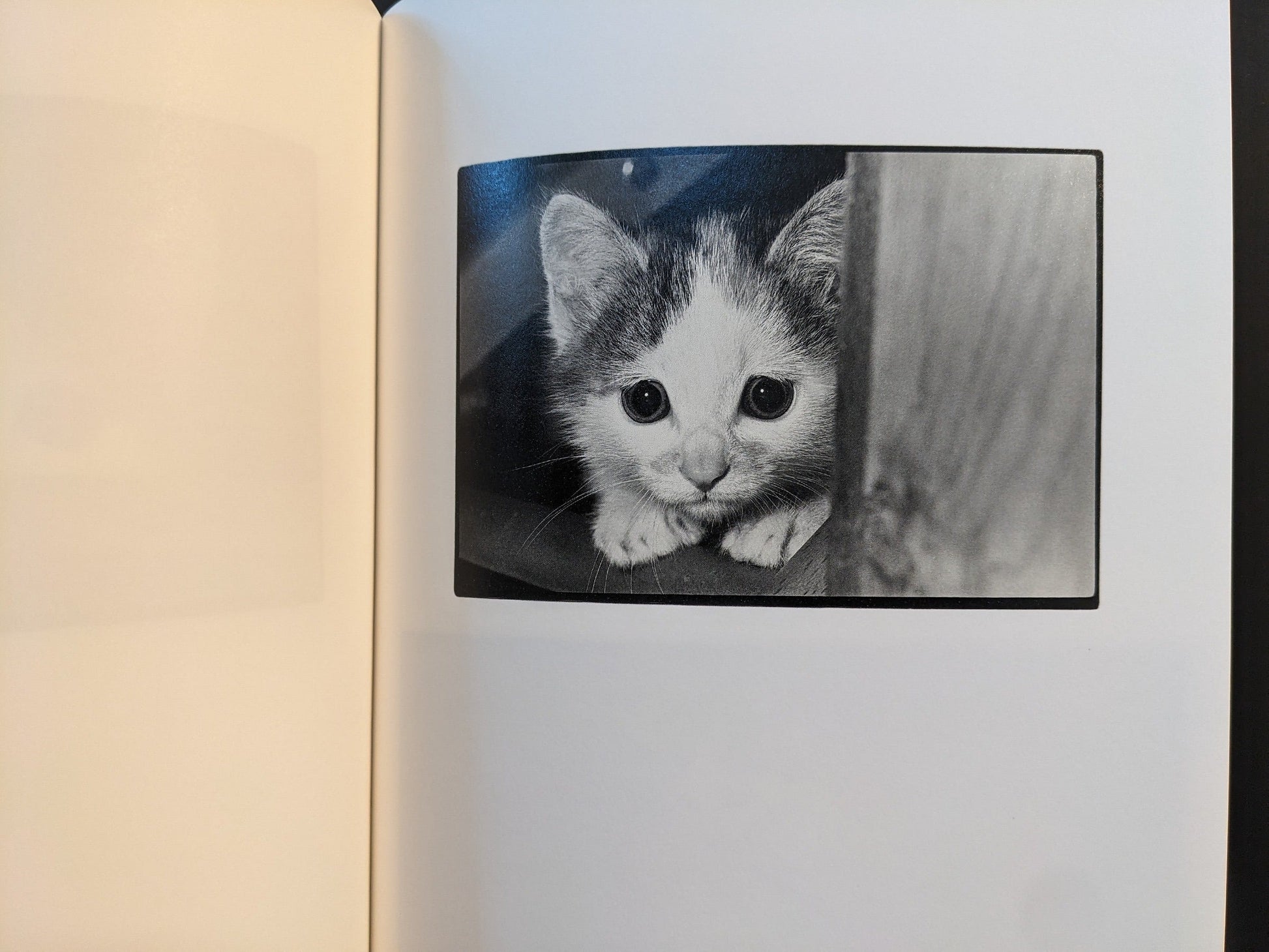 Close-up of a kitten in a black-and-white spread from Sasuke by Masahisa Fukase.