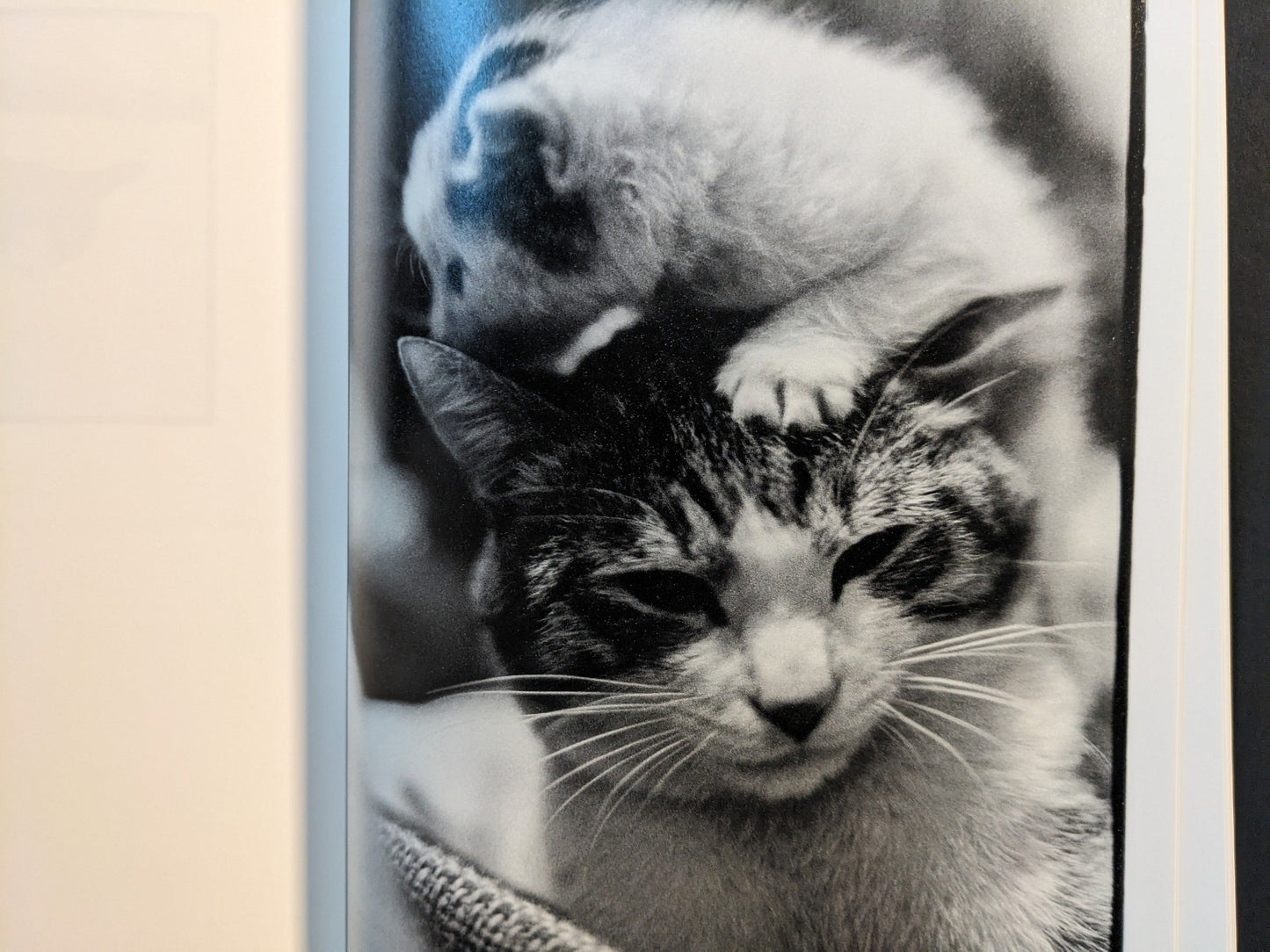 Monochrome spread showing an adult cat and kitten nuzzling.