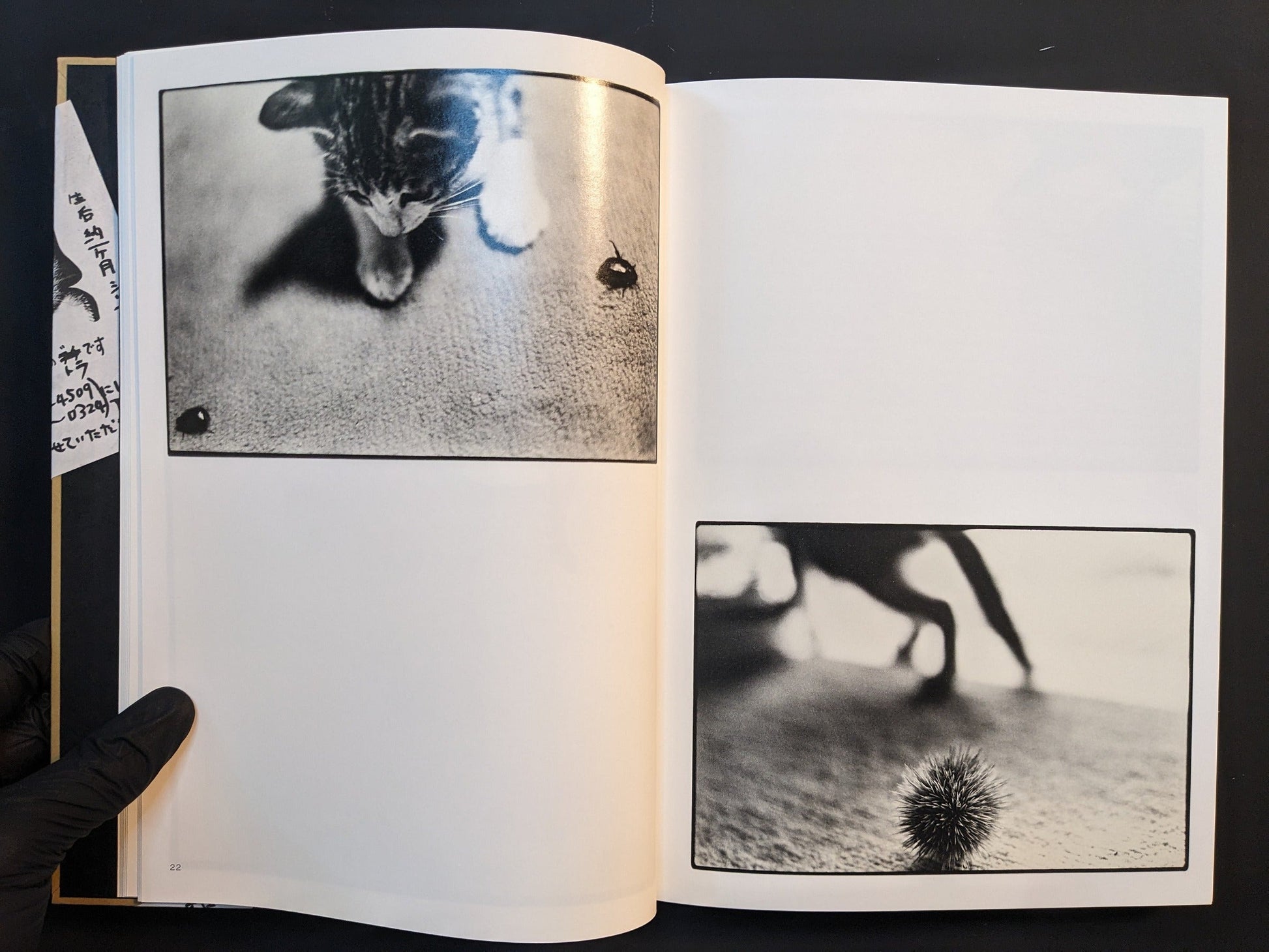 Two-page spread with a cat reaching upward and a close view of the cat in high-contrast black and white.
