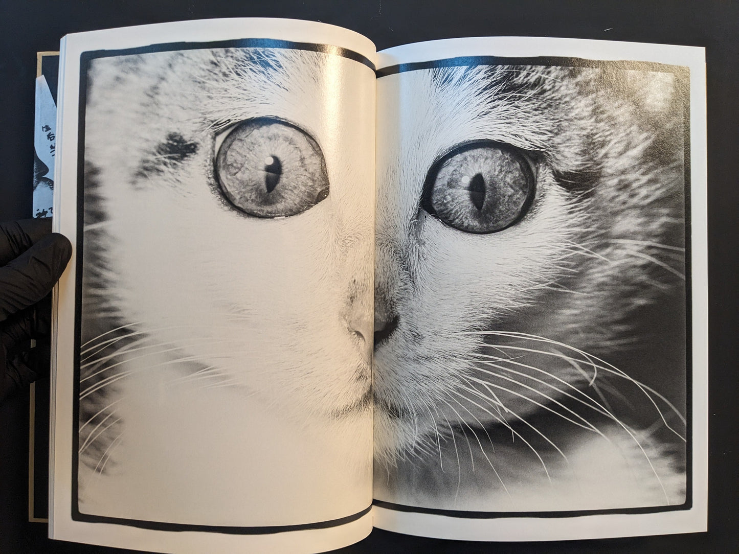 Extreme close-up of a cat’s face spanning two pages, focused on the eyes and whiskers.