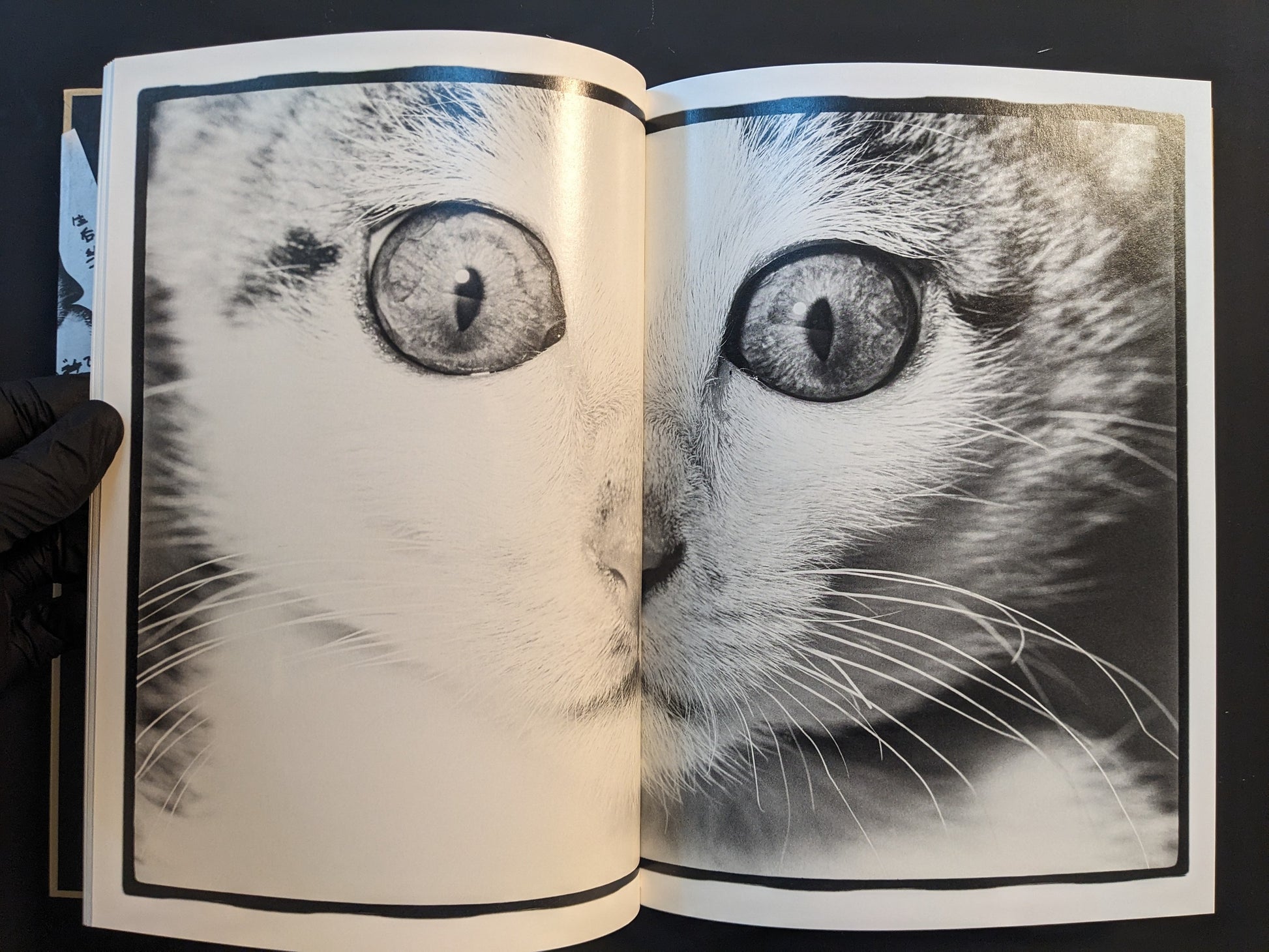 Extreme close-up of a cat’s face spanning two pages, focused on the eyes and whiskers.