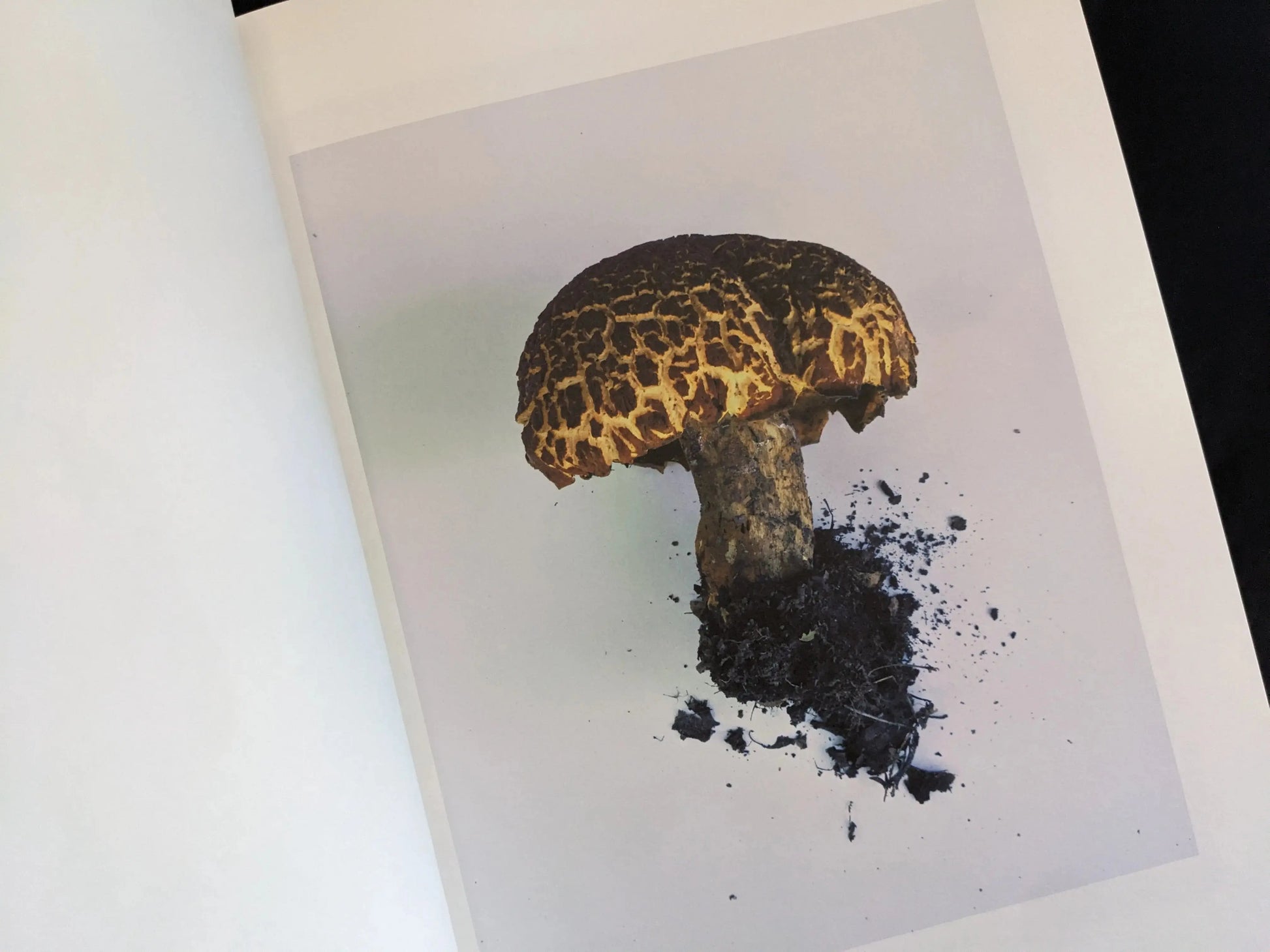 Thick-stemmed mushroom with a scaly cap in a studio setup
