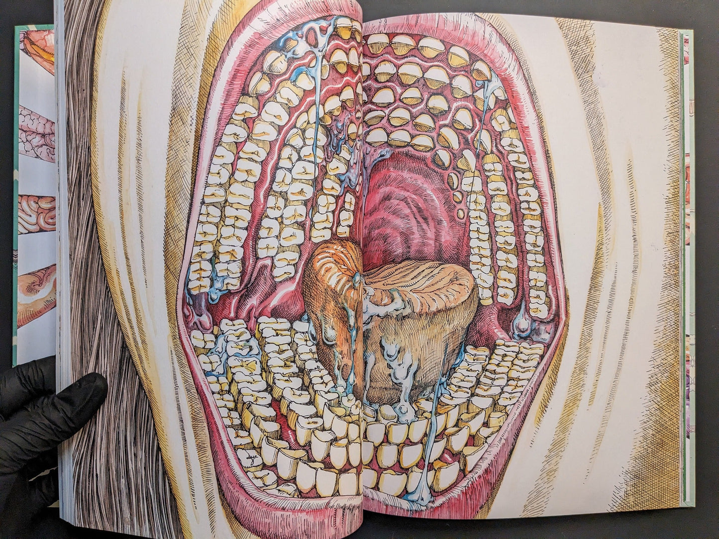 Large cross-section of a mouth with layered teeth and tongue, detailed anatomical drawing.