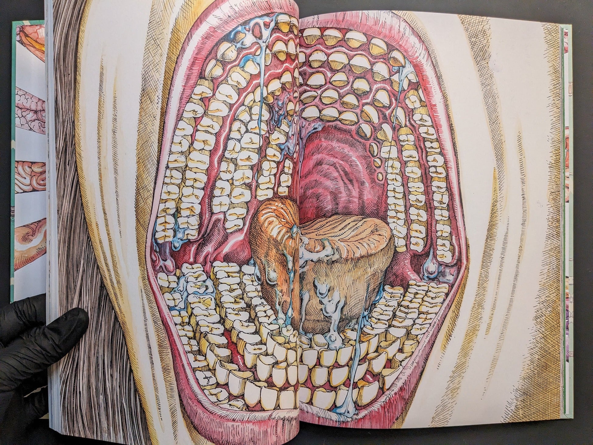 Large cross-section of a mouth with layered teeth and tongue, detailed anatomical drawing.