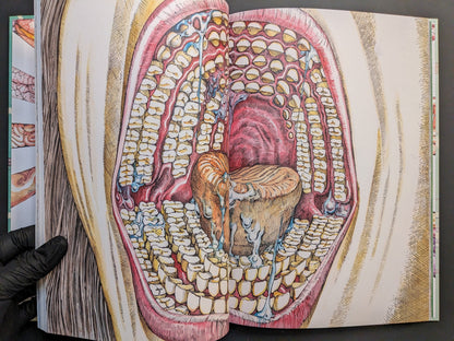 Large cross-section of a mouth with layered teeth and tongue, detailed anatomical drawing.