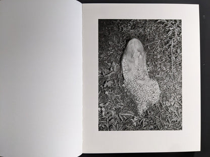 Interior spread: nocturnal scene with human form on forest floor from “Sleep Creek.”