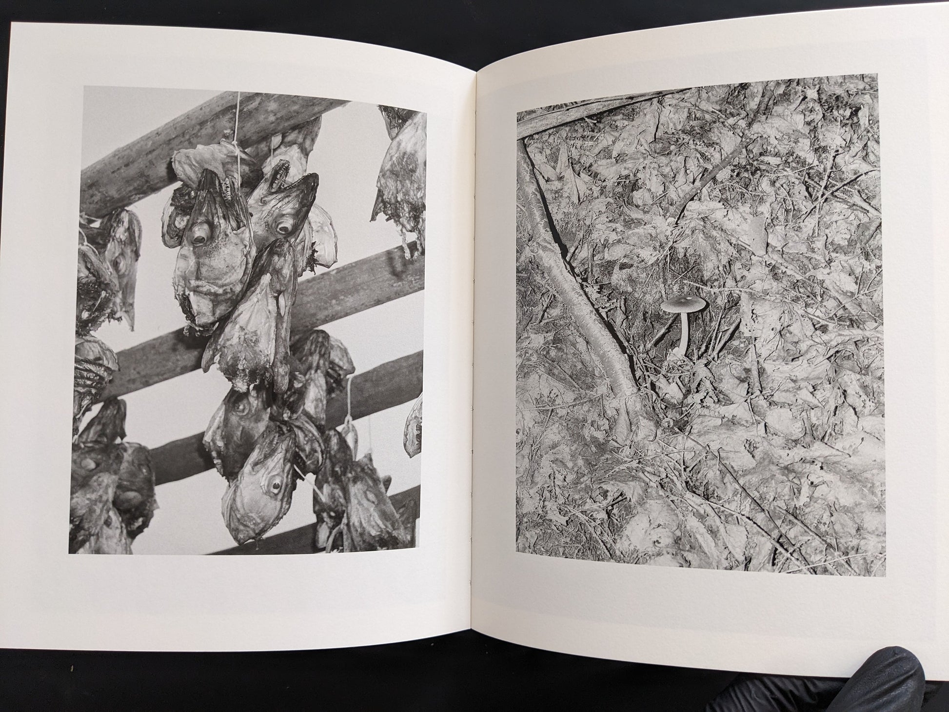 Spread juxtaposing drying fish heads hanging from racks with a single mushroom on a leaf-littered forest floor — Sleep Creek.