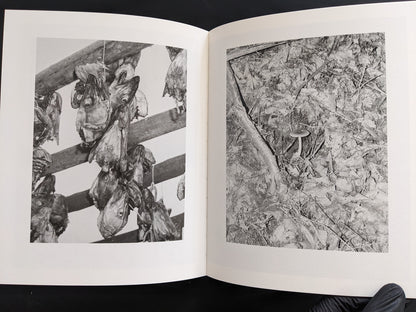 Spread juxtaposing drying fish heads hanging from racks with a single mushroom on a leaf-littered forest floor — Sleep Creek.