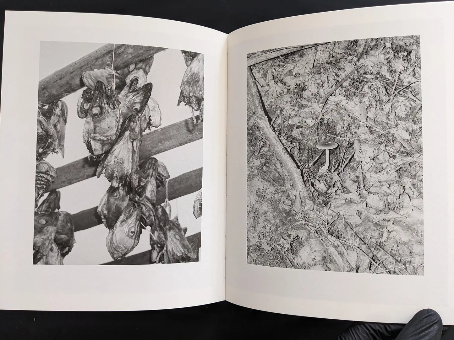 Diptych: rows of dried fish heads hanging; forest-floor close-up with a single mushroom.