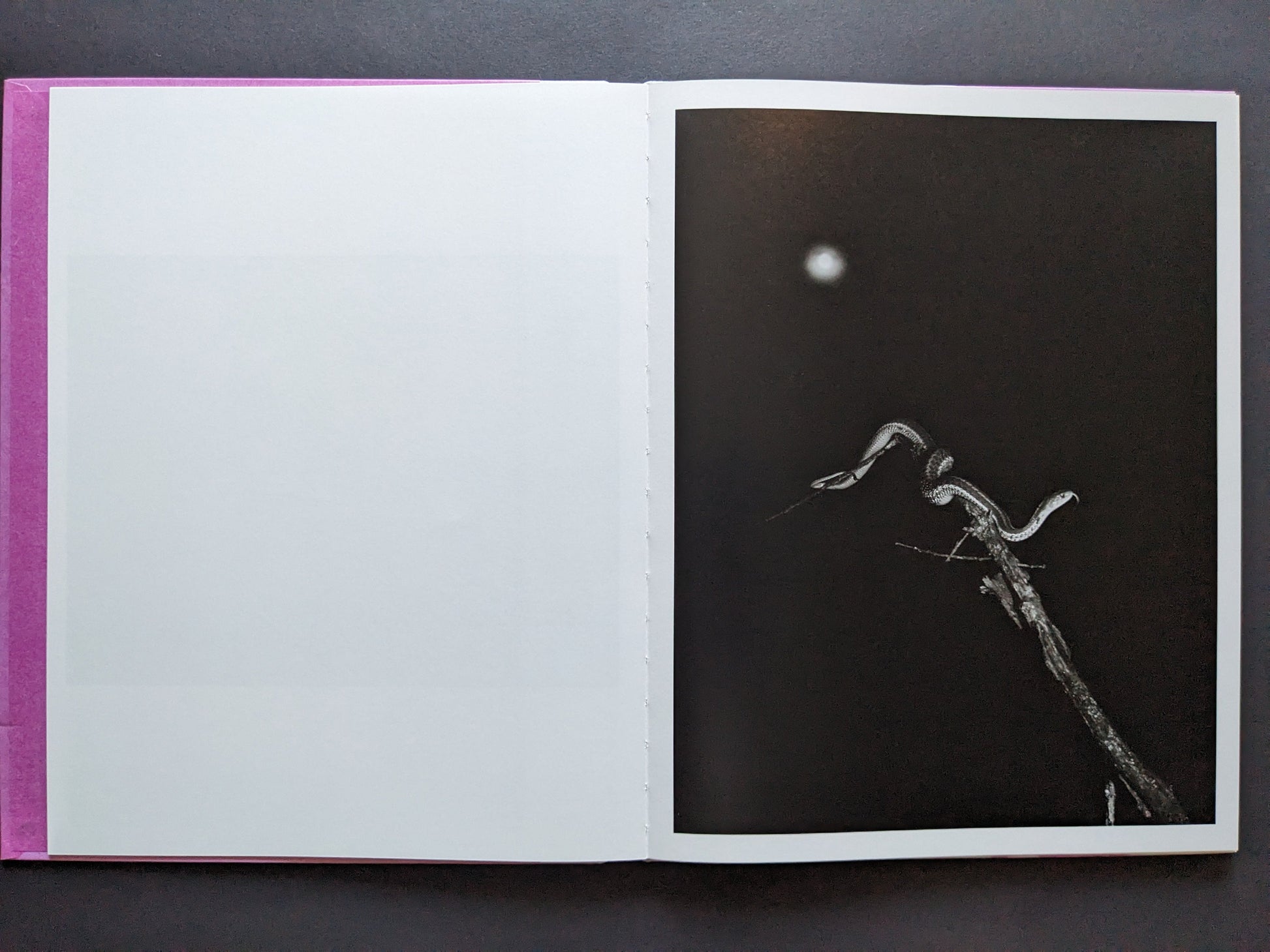 Open spread with a blank left page and a right-hand black-and-white image of a snake on a branch under a bright moon.