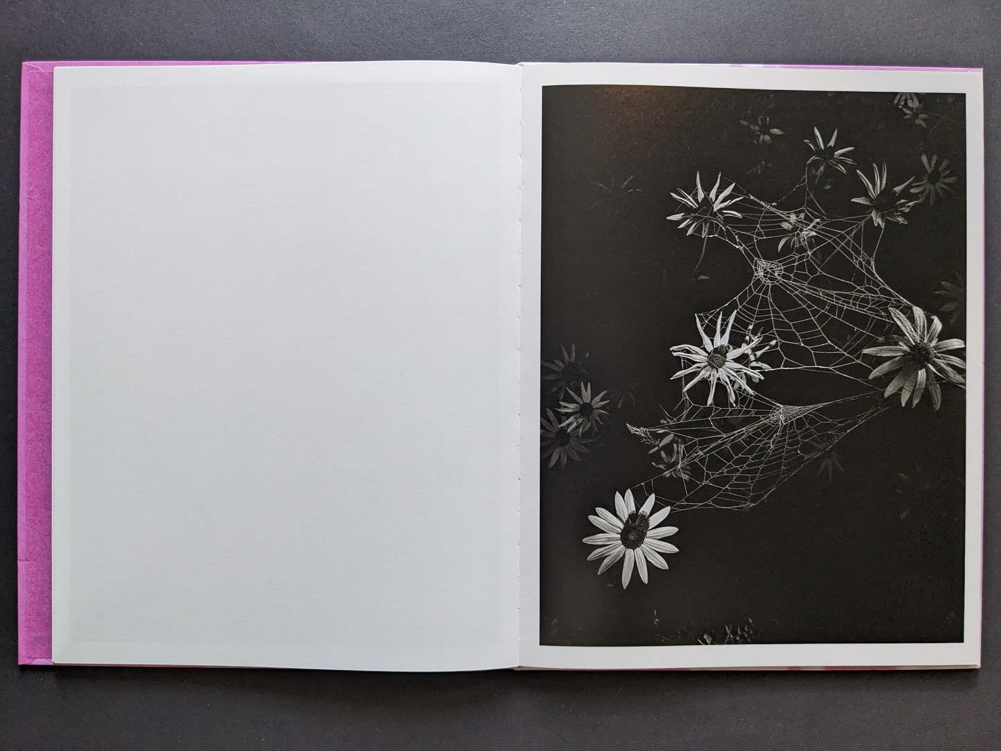 Open spread with a blank left page and a right-hand macro photograph of a spiderweb stretched across wildflowers in the dark.