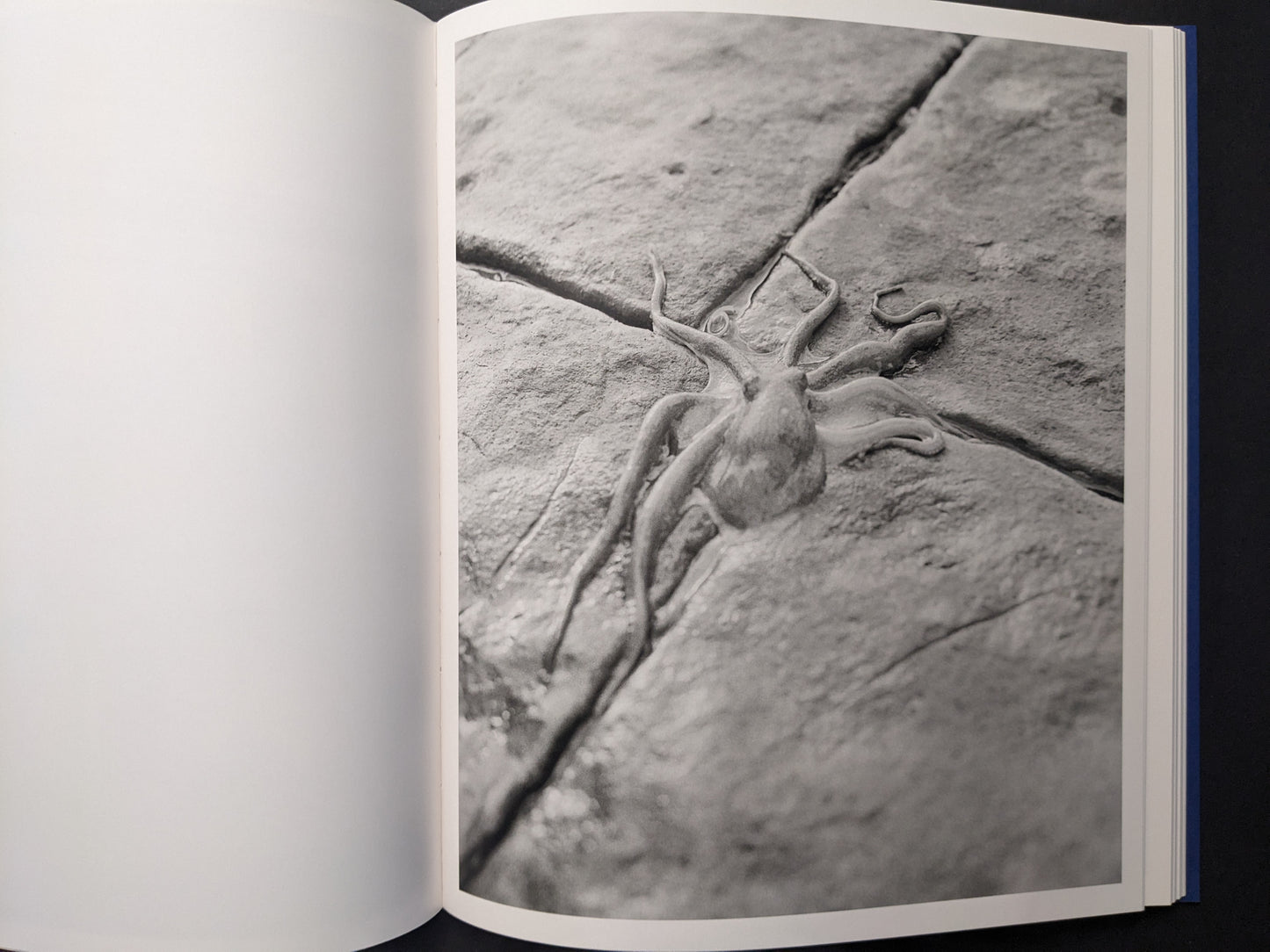 Black-and-white close-up of an octopus on stone pavement.