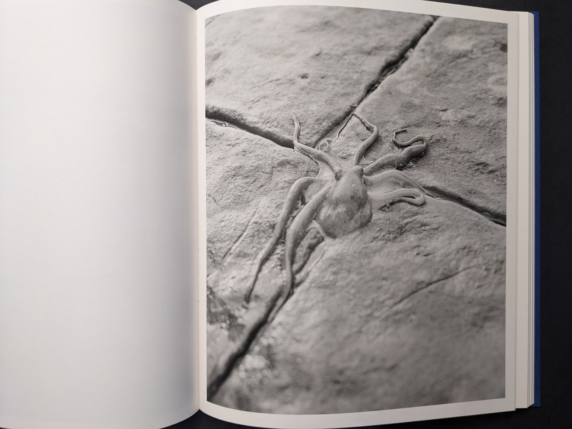 Black-and-white close-up of an octopus on stone pavement.