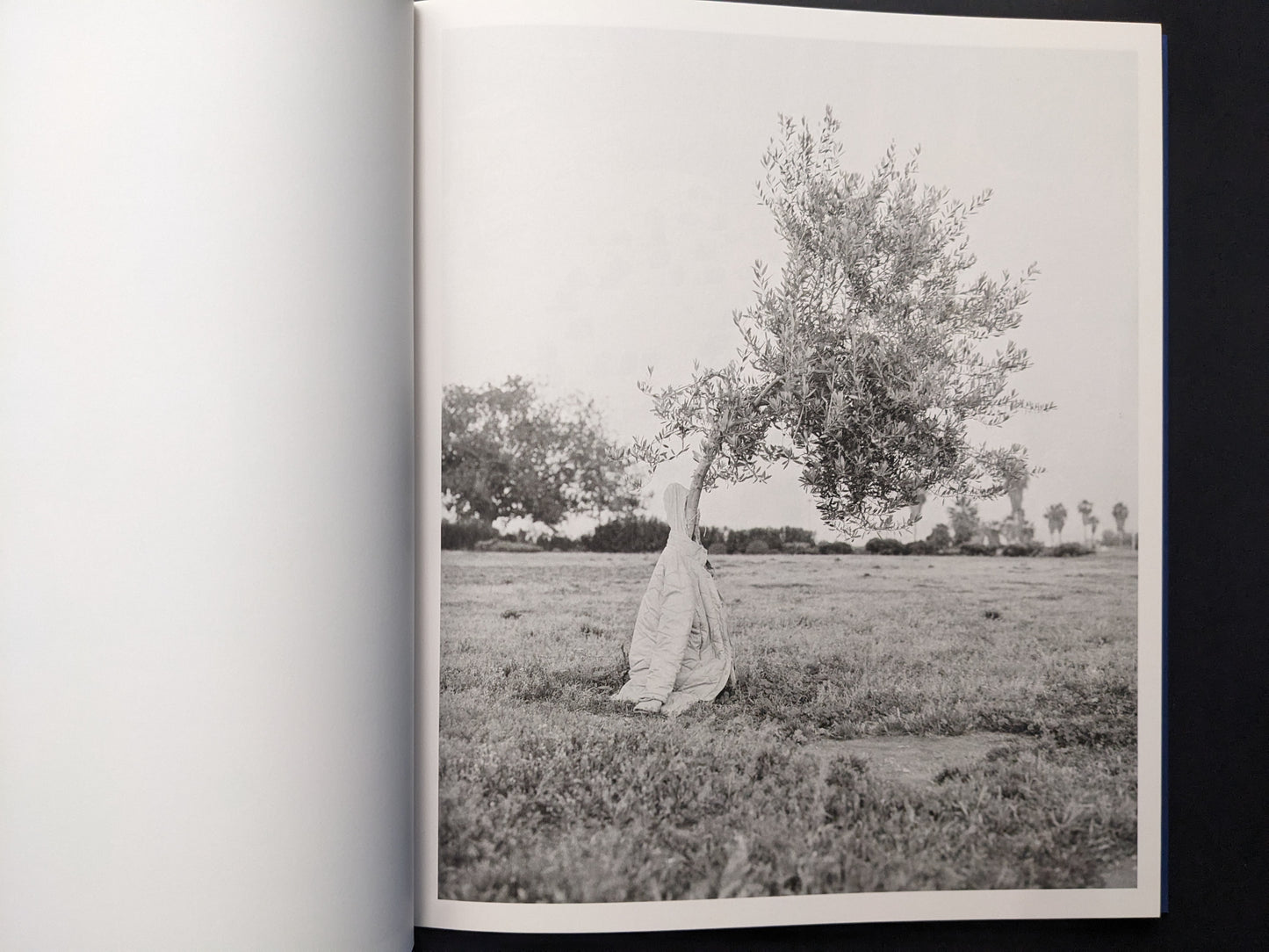 Black-and-white photograph of a small tree in an open field with fabric wrapped around the lower trunk.