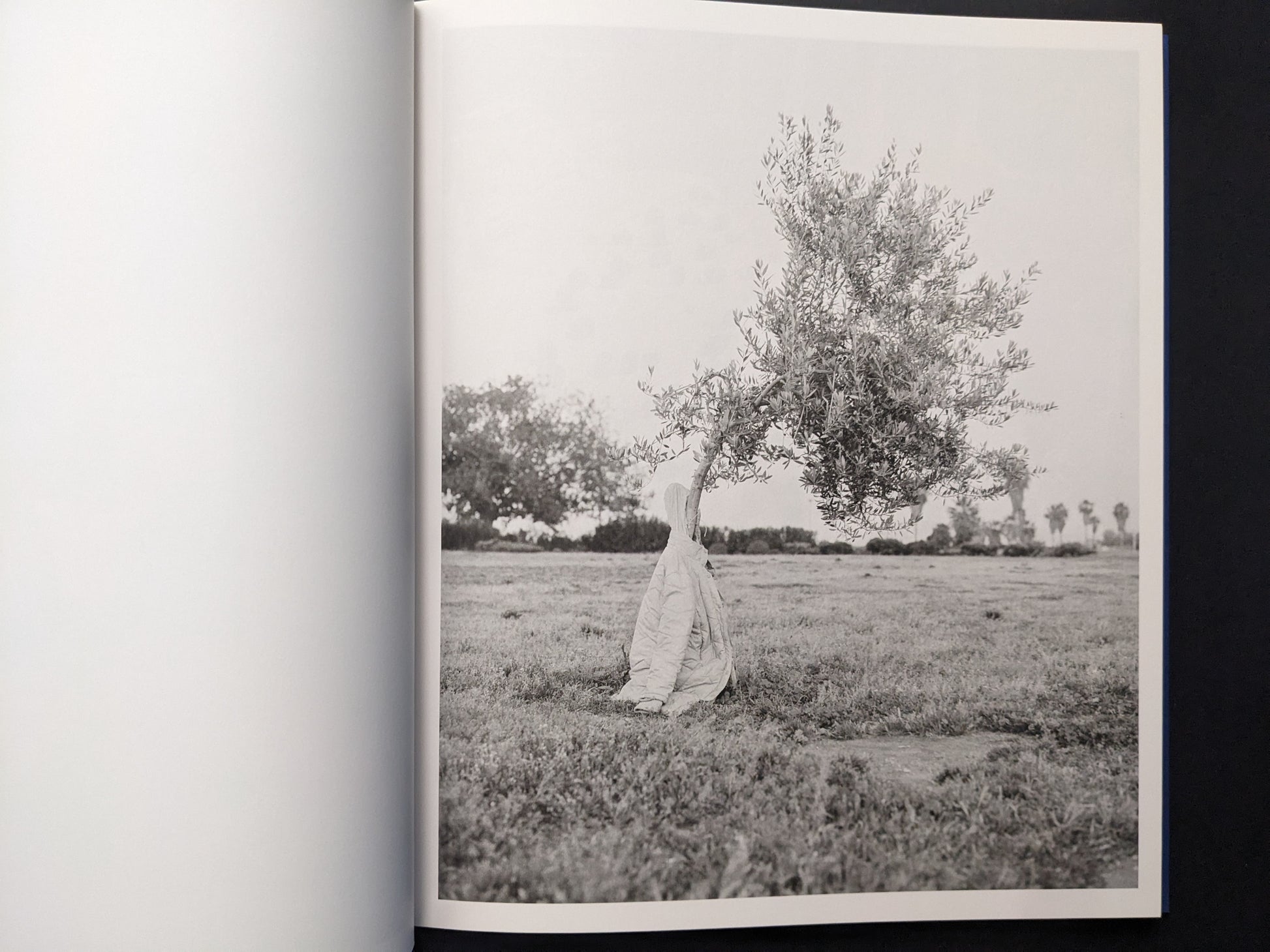 Black-and-white photograph of a small tree in an open field with fabric wrapped around the lower trunk.