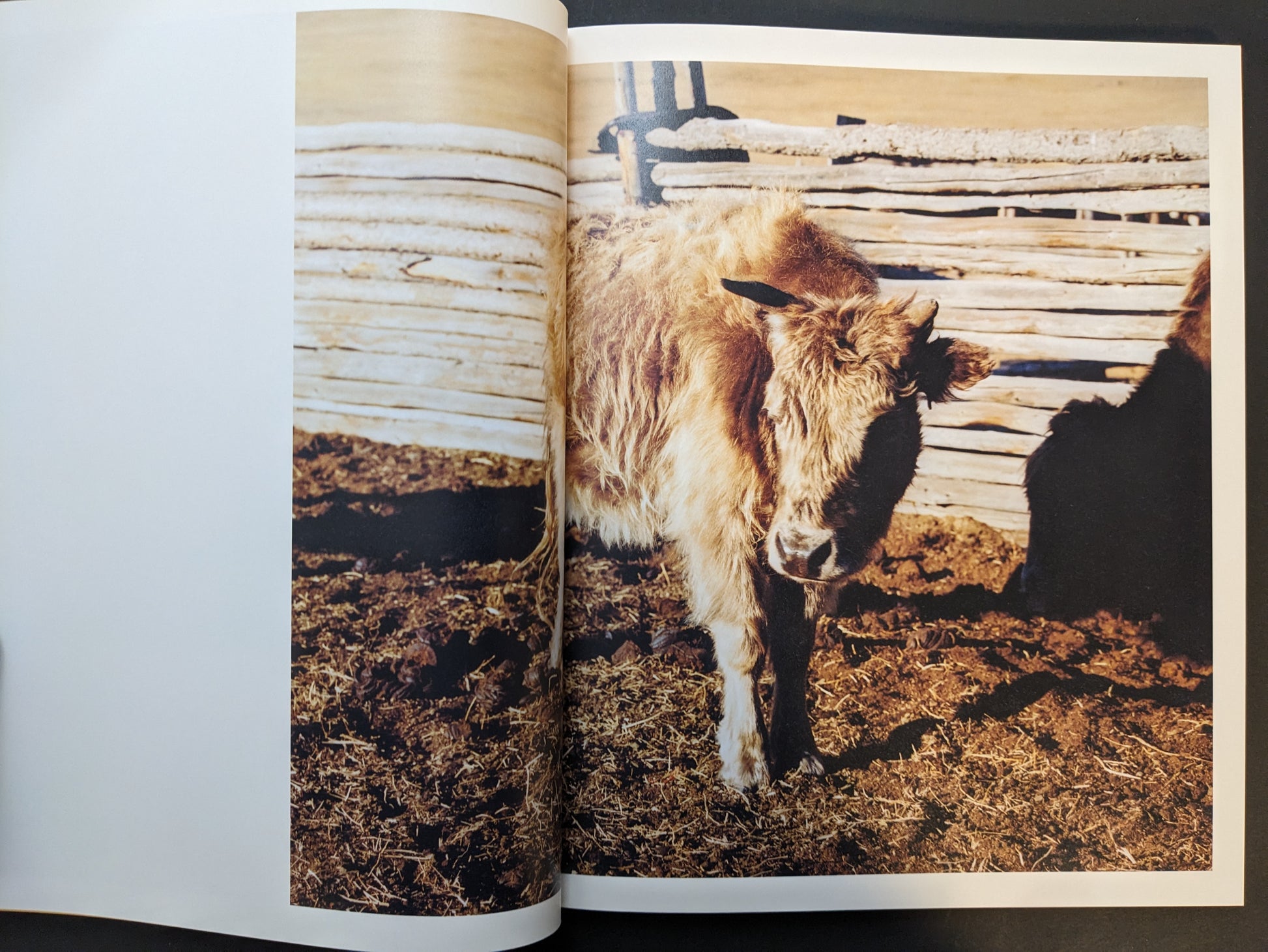 Photobook spread showing a shaggy young yak or calf in a fenced area under bright sunlight.
