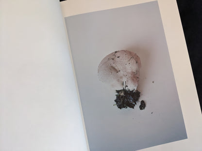 Light pink puffball-like mushroom growing from a soil clump on neutral background