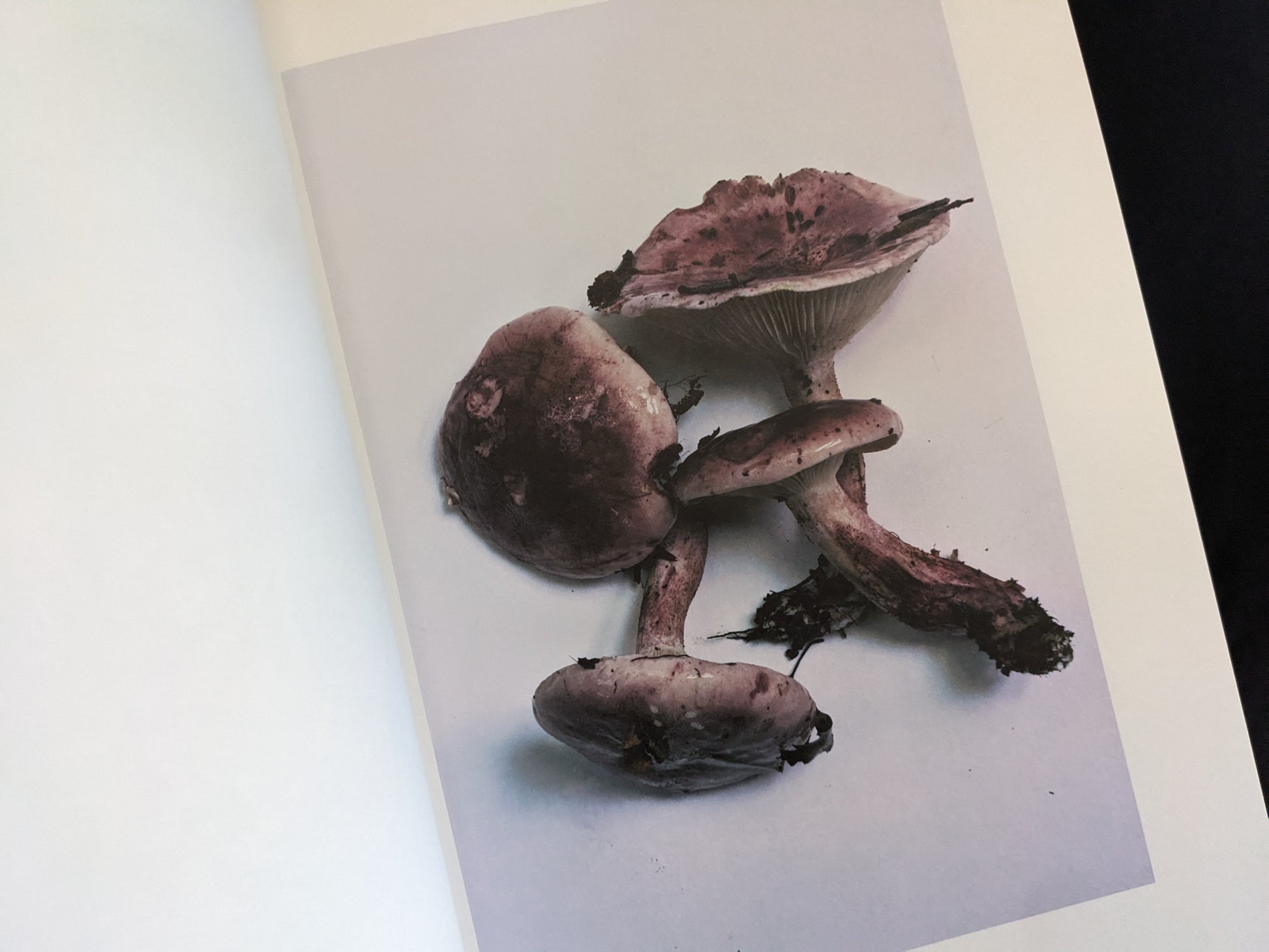 Group of purple mushrooms with dirty stems lying diagonally on white surface