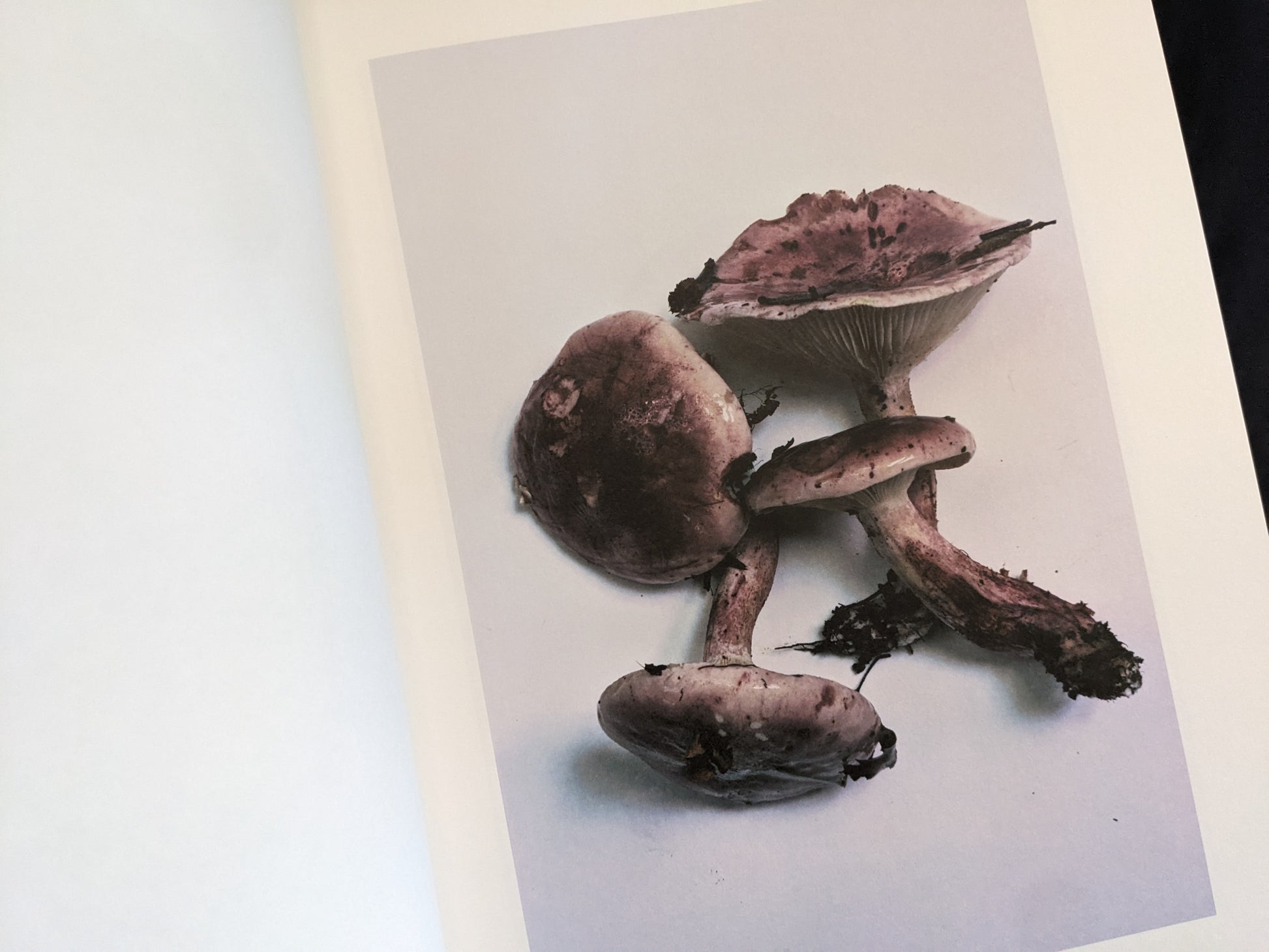 Image of a group of purplish mushrooms with soil and dirt, photographed from above