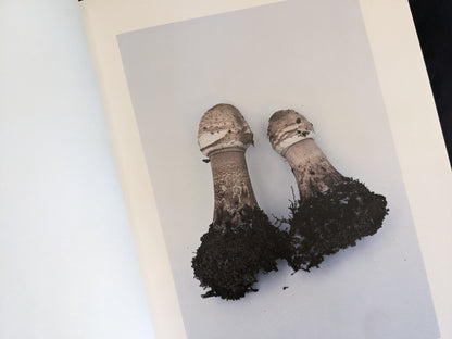 Two identical mushrooms standing side-by-side with soil-covered stems on white background