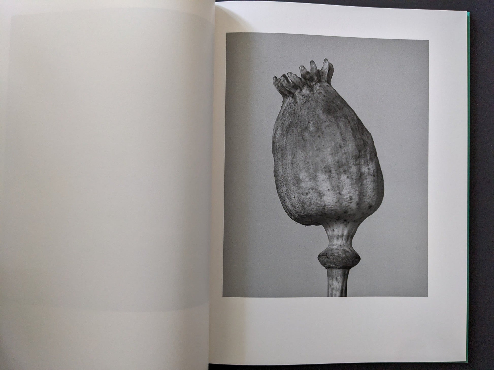 Close view of a dried poppy seed pod photographed against a neutral background.