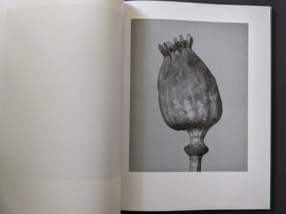 Close view of a dried poppy seed pod photographed against a neutral background.