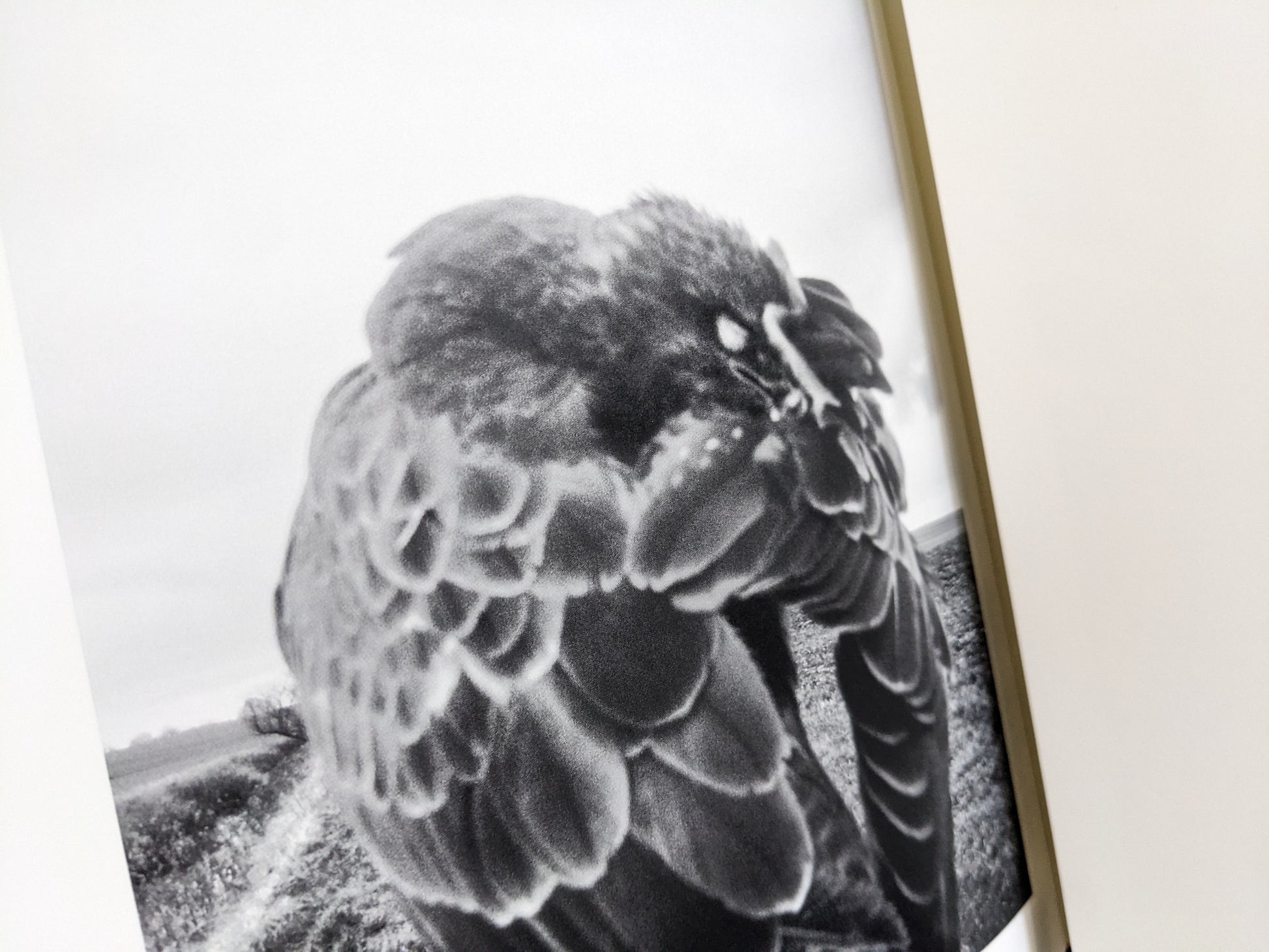 Black and white photograph of a bird perched on a post, close-up detail, from The Pillar by Stephen Gill