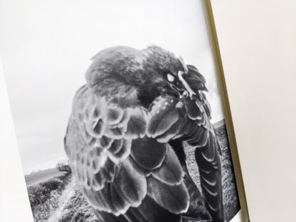 Black and white photograph of a bird perched on a post, close-up detail, from The Pillar by Stephen Gill