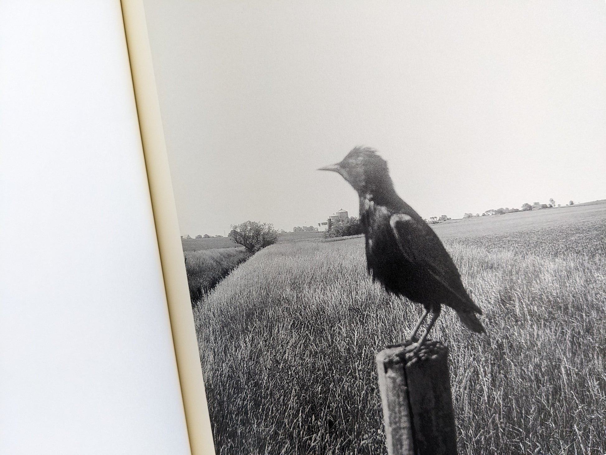 Black and white photograph of a bird sitting on a post in tall grass fields, from The Pillar by Stephen Gill