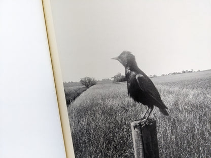 Black and white photograph of a bird sitting on a post in tall grass fields, from The Pillar by Stephen Gill