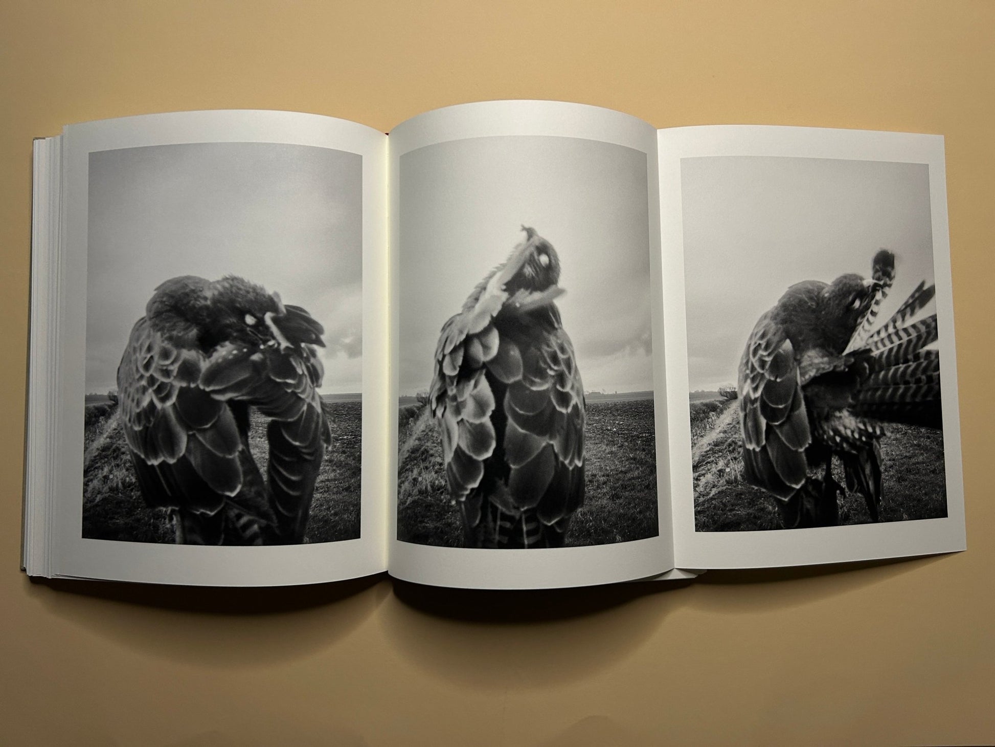Triple black and white photo sequence of a bird preening, wings folded and open, from The Pillar by Stephen Gill
