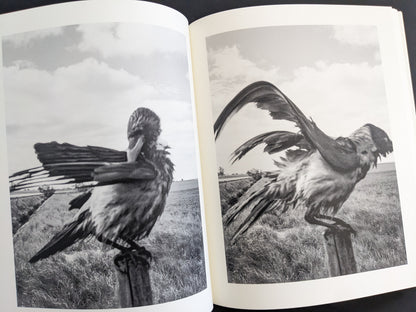 Double-page spread with two black and white photographs of a bird grooming and spreading wings, from The Pillar by Stephen Gill