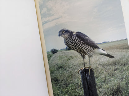 Color photograph of a hawk standing on a fence post in open countryside, from The Pillar by Stephen Gill