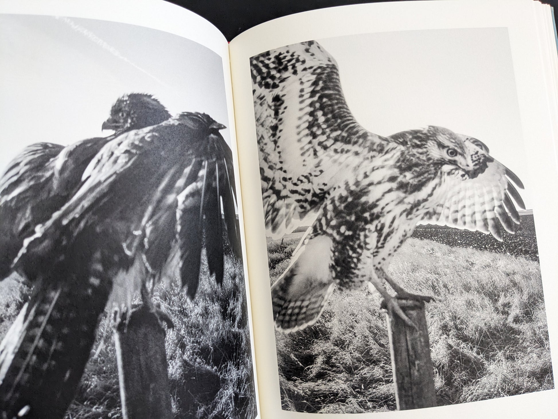 Black and white double-page spread of hawks perched and spreading wings on posts, from The Pillar by Stephen Gill