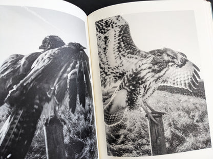 Black and white double-page spread of hawks perched and spreading wings on posts, from The Pillar by Stephen Gill