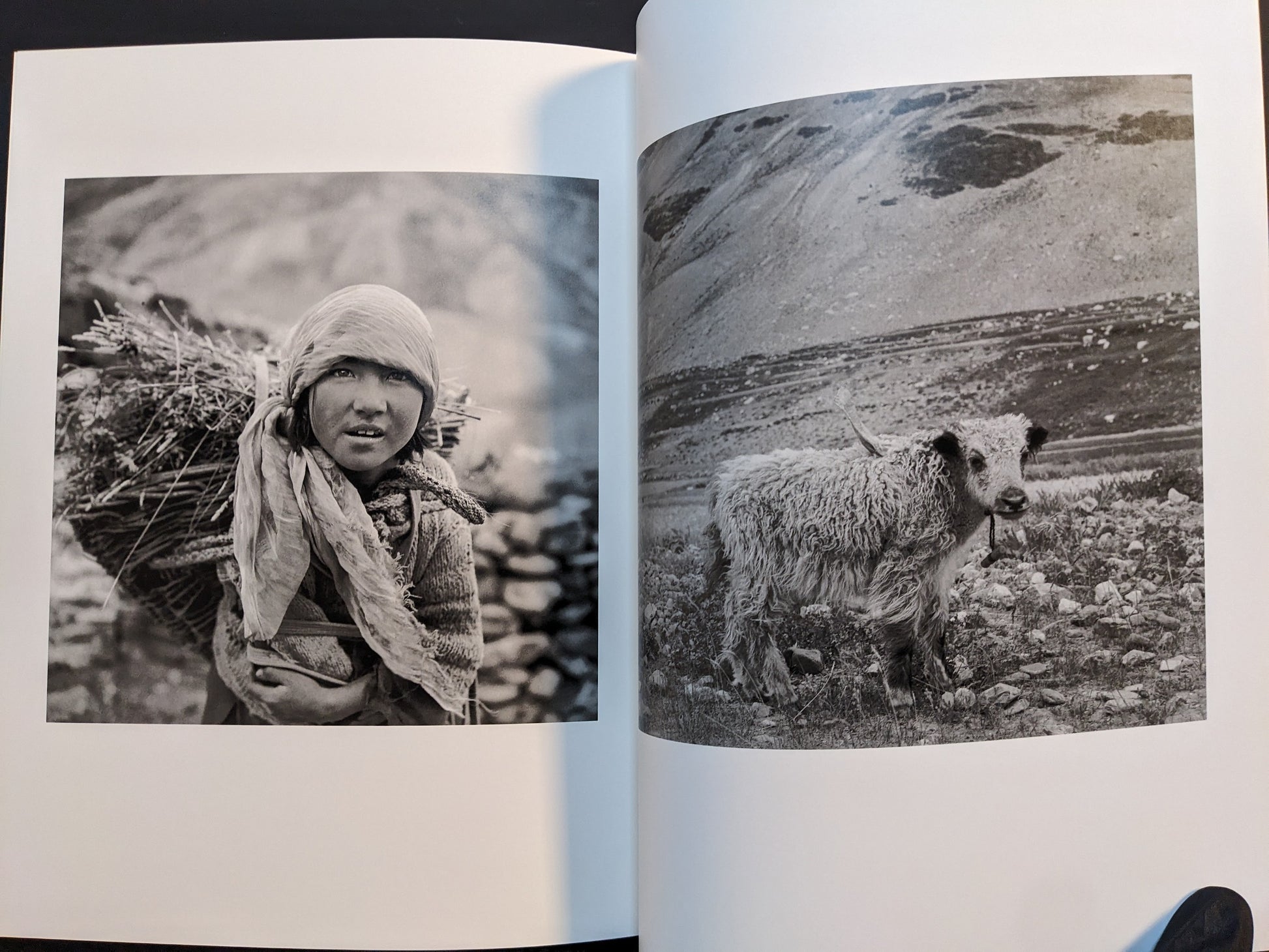 Spread from “TIBET” showing a young girl carrying a bundle of firewood on her back and a young yak standing in open terrain.