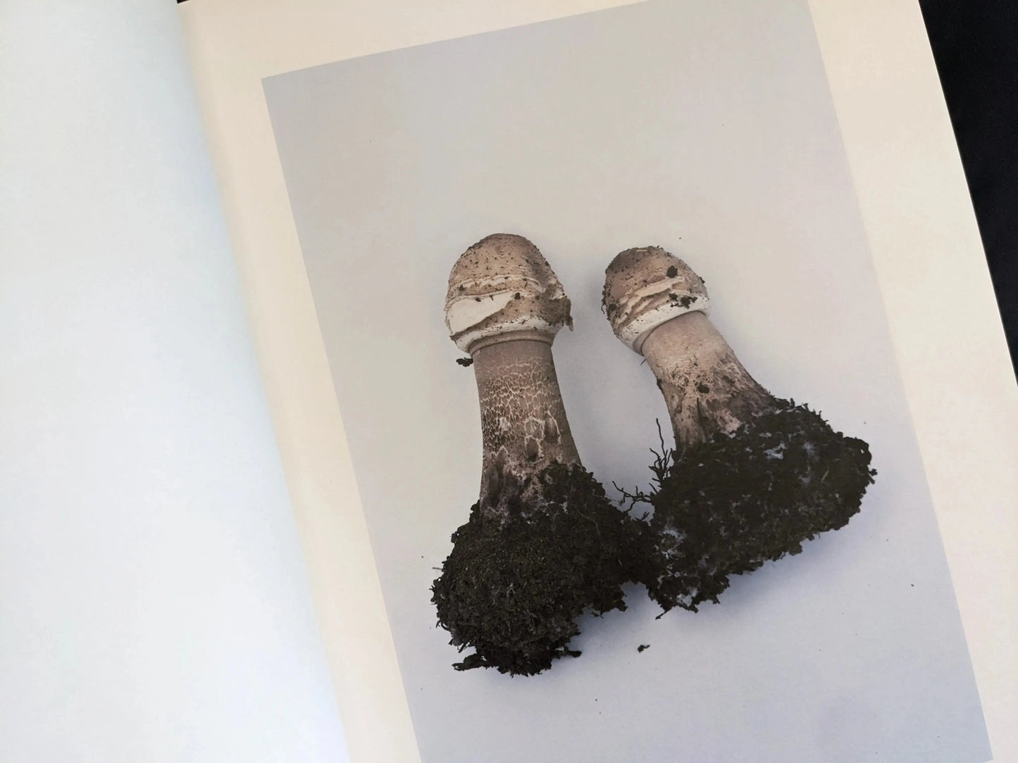 Two identical mushrooms standing side by side with soil-covered stems on a white background