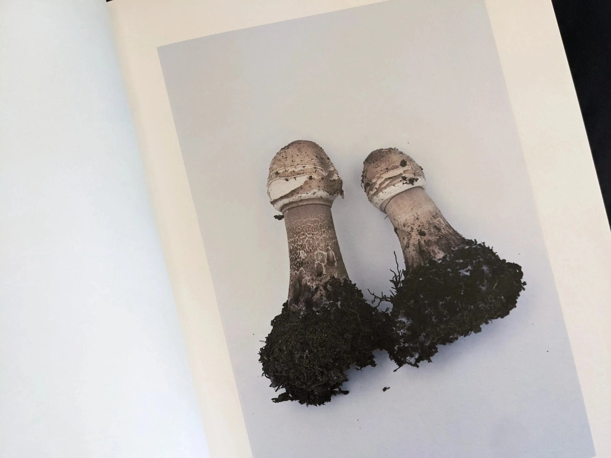 Two identical mushrooms standing side by side with soil-covered stems on a white background
