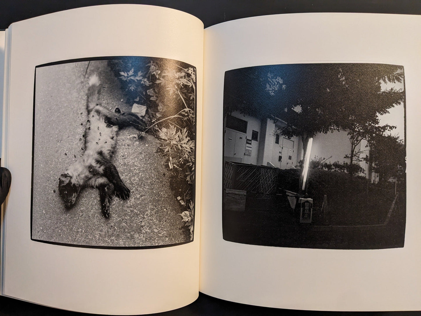 Spread showing a small dead animal on the road beside a dimly lit building and trees at night.