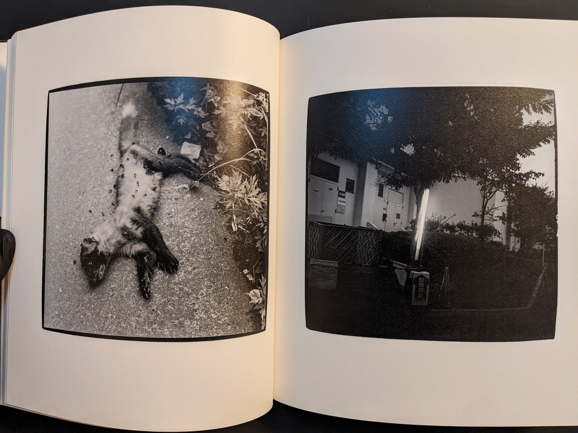 Spread showing a small dead animal on the road beside a dimly lit building and trees at night.