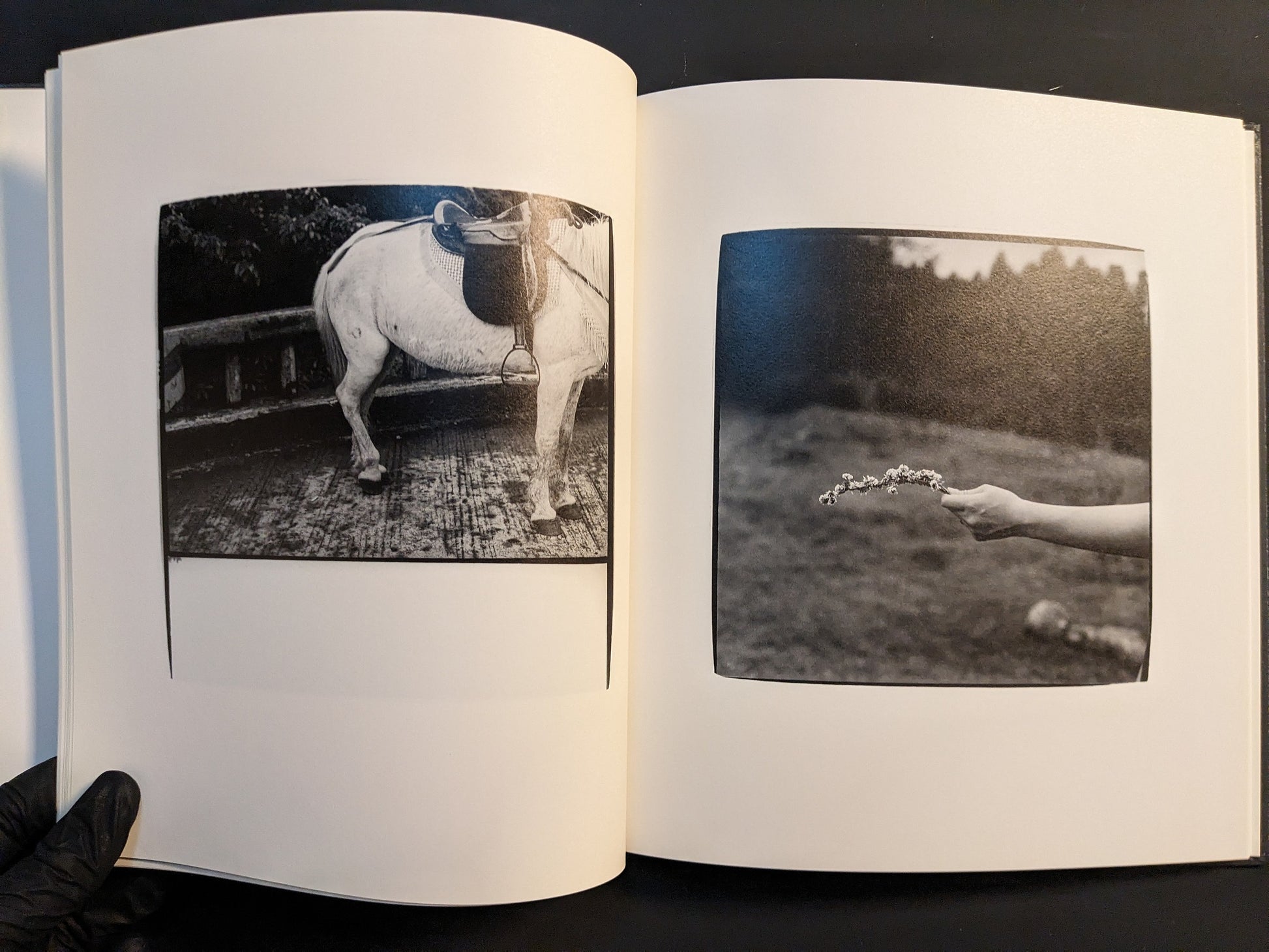 Spread with a saddled white horse on the left and a hand offering a small bunch of flowers on the right.